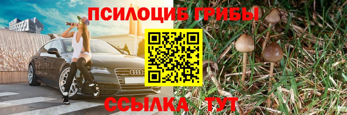 Галлюциногенные грибы Psilocybine cubensis  Всеволожск 